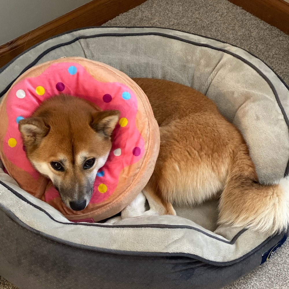 🍩Dog Donut Medium NWT! 🍩